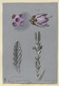 Four Studies of Ling by John Ruskin
